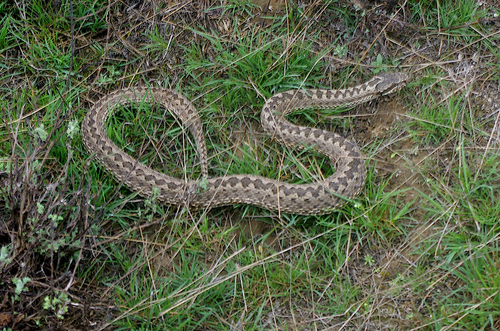 Steppe Viper