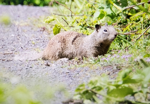 Douglas's Ground Squirrel observed by melkrohn
