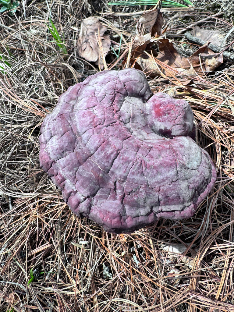 Ganoderma tsugae · April 2026 · photo: © earthmonk (iNaturalist, cc-by-nc)