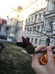 Magnolia × soulangeana