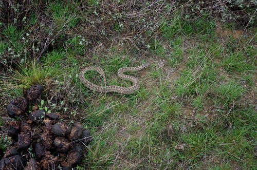 Steppe Viper