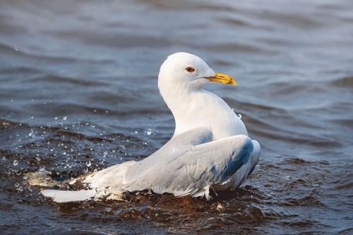 Gaviota cana (Larus canus)
