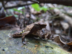 Anura