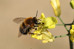 Anthophora retusa