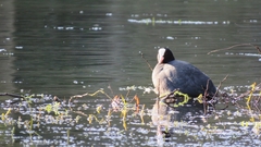Fulica atra