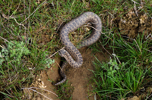 Steppe Viper