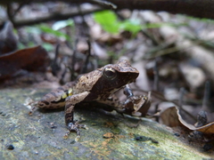 Anura