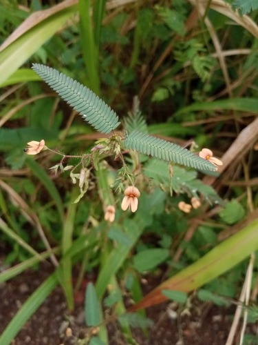 Aeschynomene americana, photograph 4