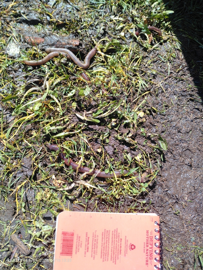 Wisconsin Earthworm Lumbricid Earthworms from Merton, WI, USA on April 16, 2026 at 01:33 PM ...