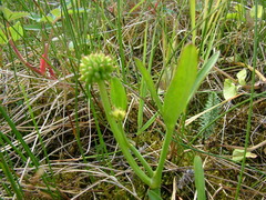 Ranunculus pallasii