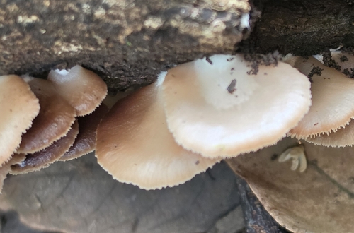 Crepidotus observed 2026-04-15