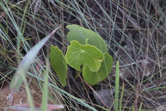 Senecio oxyriifolius