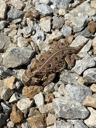 Texas Horned Lizard observed by rlseman