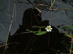 Ranunculus pallasii