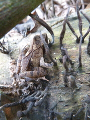 Anura