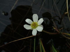 Ranunculus pallasii