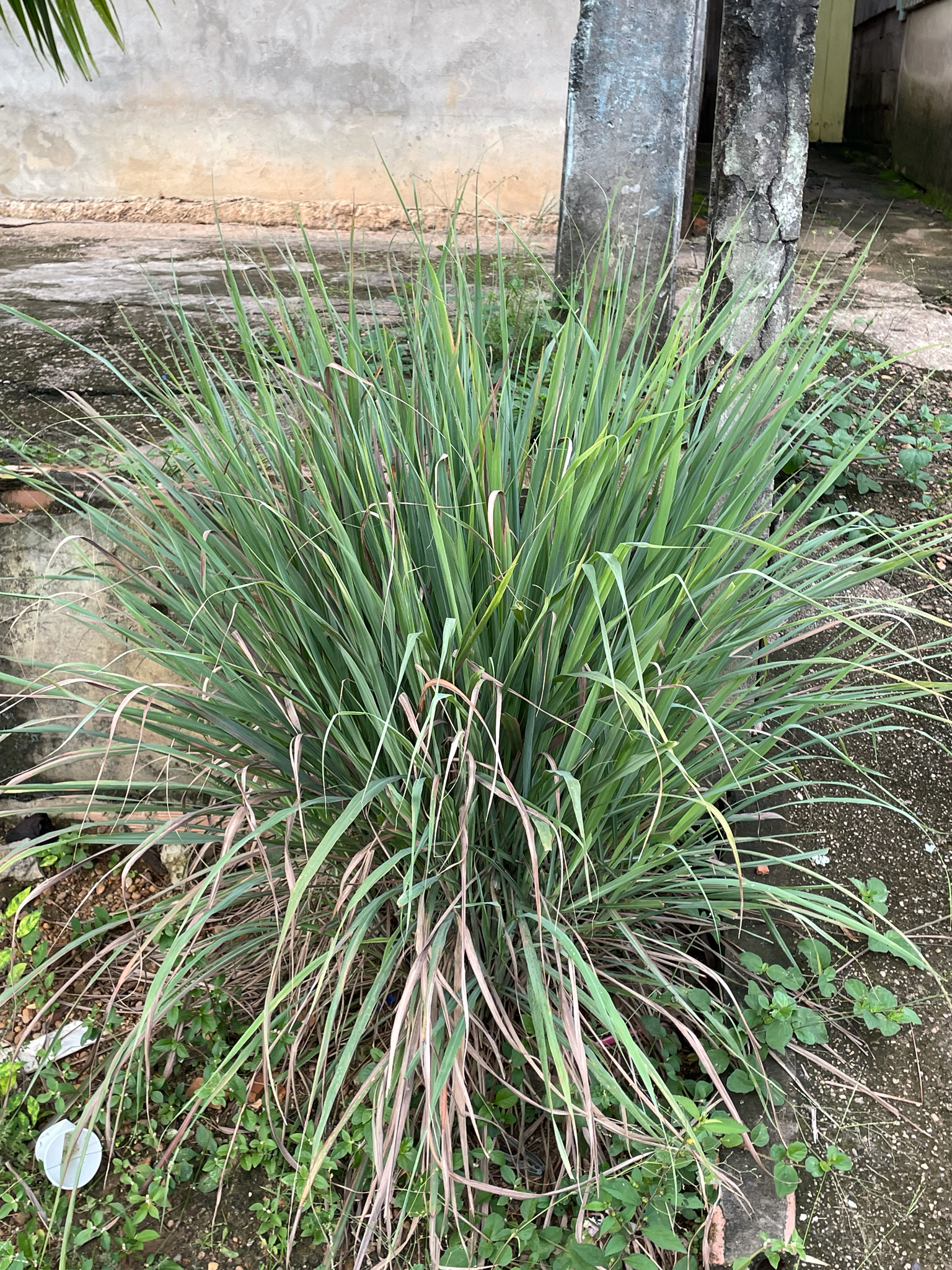 Cymbopogon citratus
