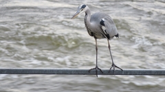 Ardea cinerea