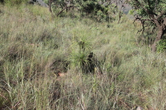 Xerophyta retinervis