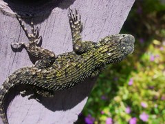 Sceloporus hondurensis