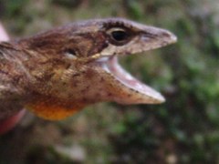 Anolis sminthus