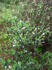 Lithodora hispidula versicolor