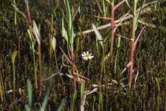 Ranunculus pallasii