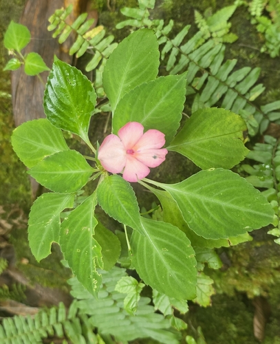 Impatiens walleriana, 2026-04-15