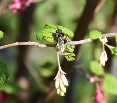 Criorhina
