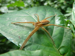 Pisauridae