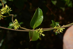 Cryptolepis buchananii
