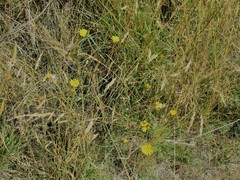 Hieracium lepidulum
