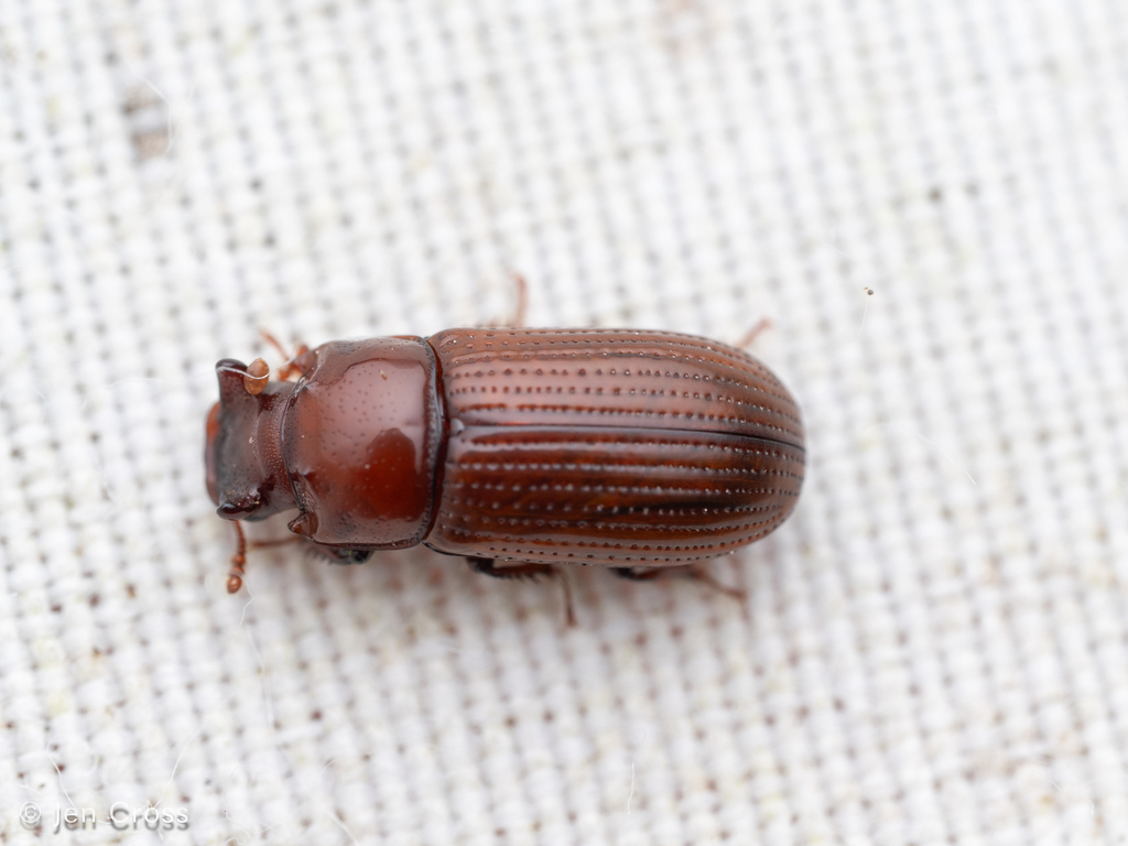 Phrenapatinae