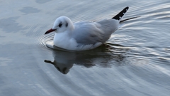 Chroicocephalus ridibundus