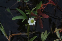 Ranunculus pallasii