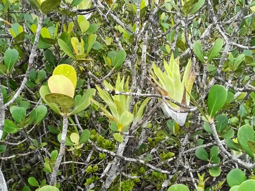 Catopsis berteroniana, photograph 5