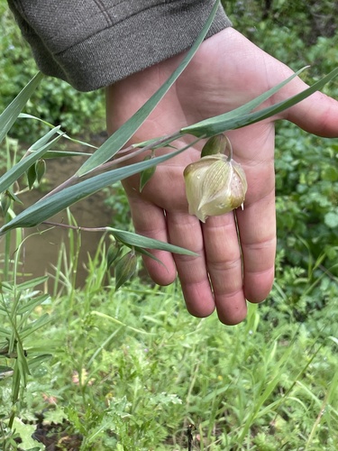 iNaturalist observation photo of White Globe Lily