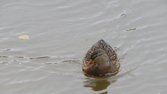 Anas platyrhynchos