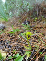 Ophrys lutea galilaea