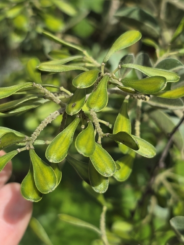 Bredemeyera brevifolia