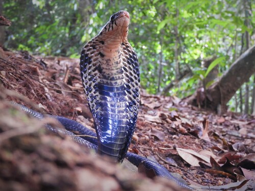 Black Forest Cobra