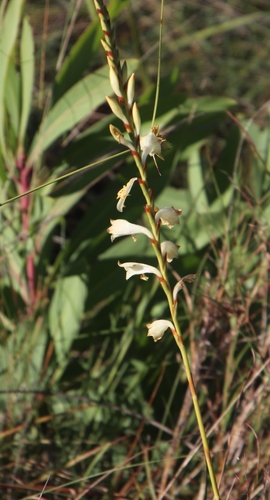 Image of Watsonia watsonioides by (c) Tony Rebelo, some rights reserved (CC BY-SA)
