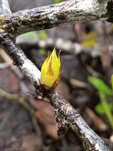 Catopsis berteroniana, photograph 4