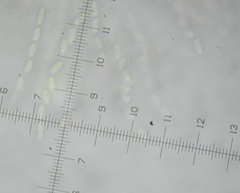 Phomatospora coprophila