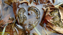 Hynobius quelpaertensis