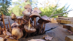 Agaricales