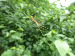 Tetragnatha