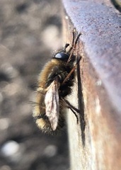 Tachina ursina