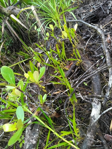Encyclia granitica