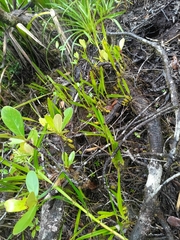 Encyclia granitica